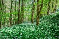 Bluebells and wild garlic in Rossmore Forest Park - May 2017 (2)